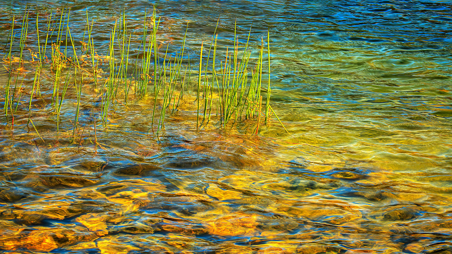 4_Pond friends
