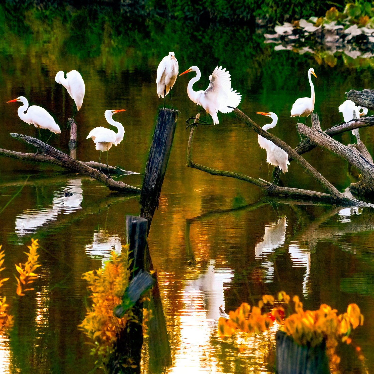 LITTLE HUNTING CREEK, #55