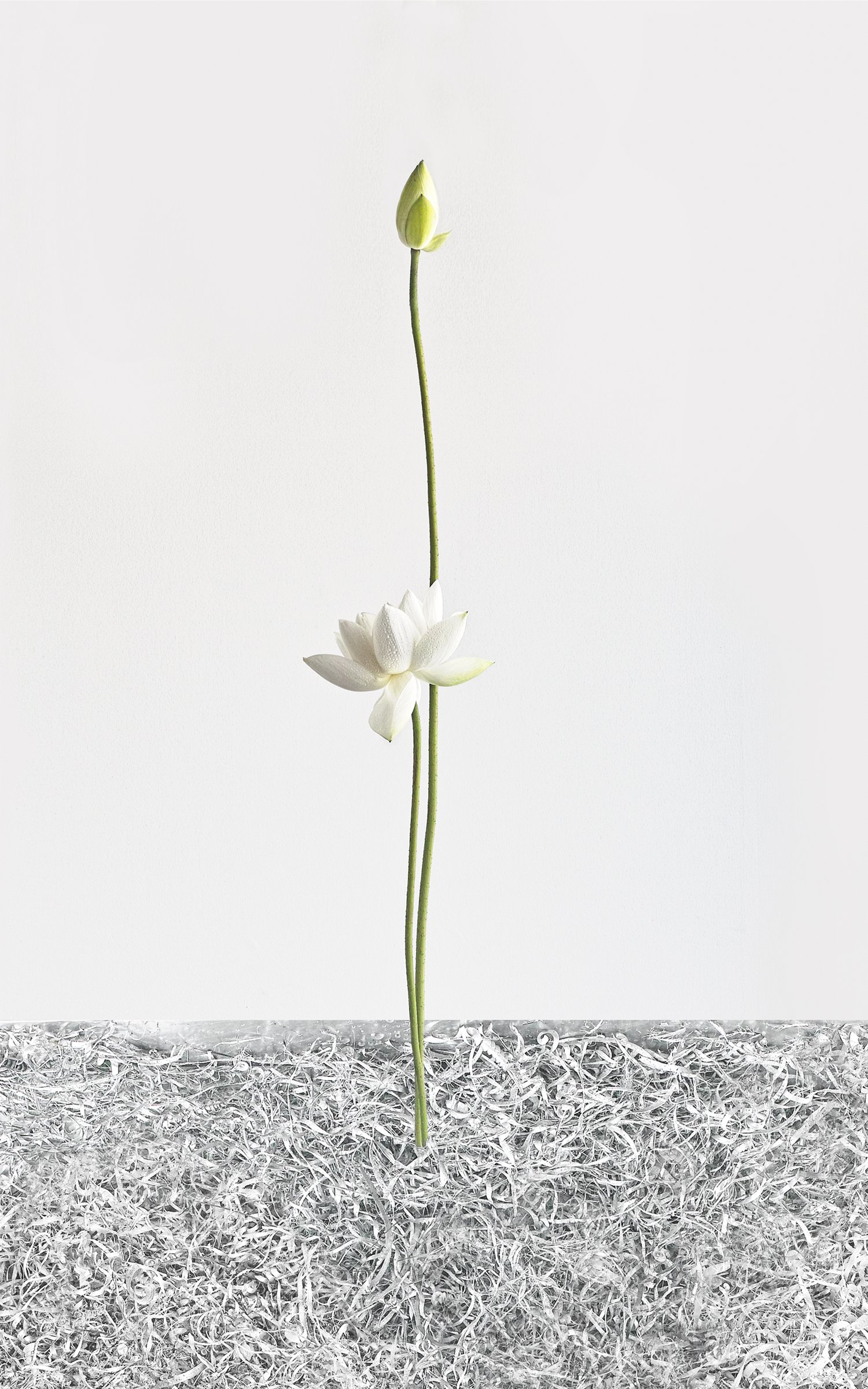 Muramtasu WhiteLight_001