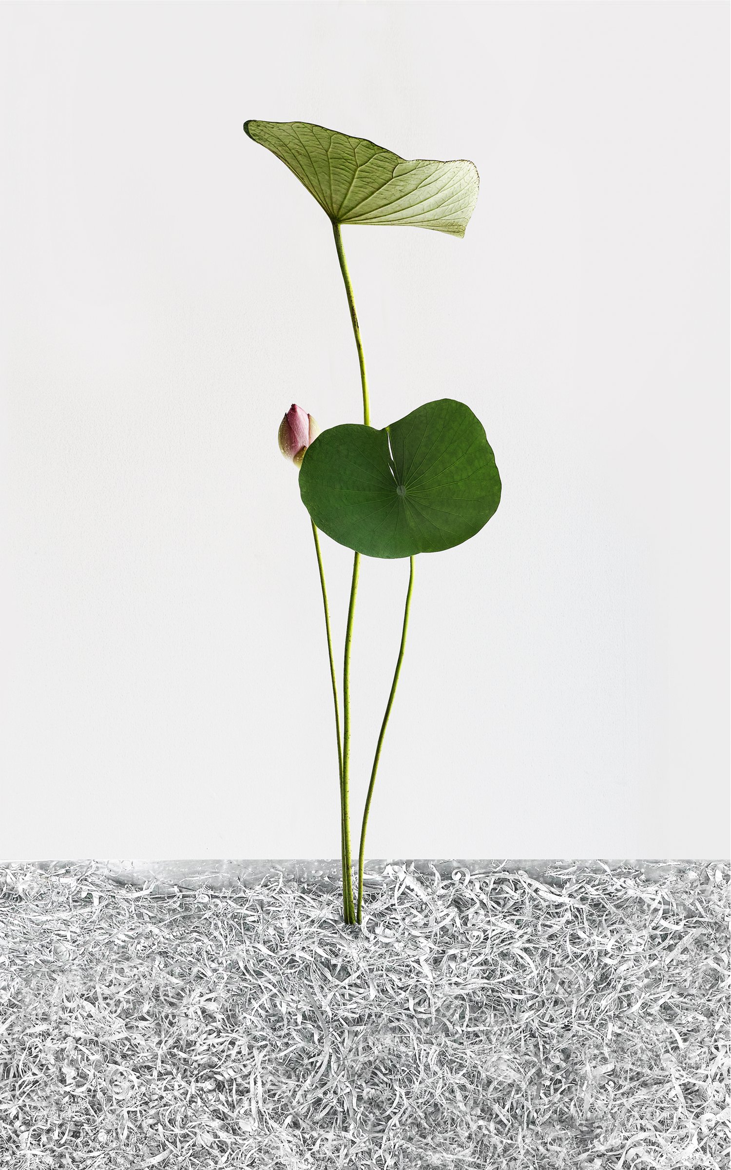 WhiteLight_002