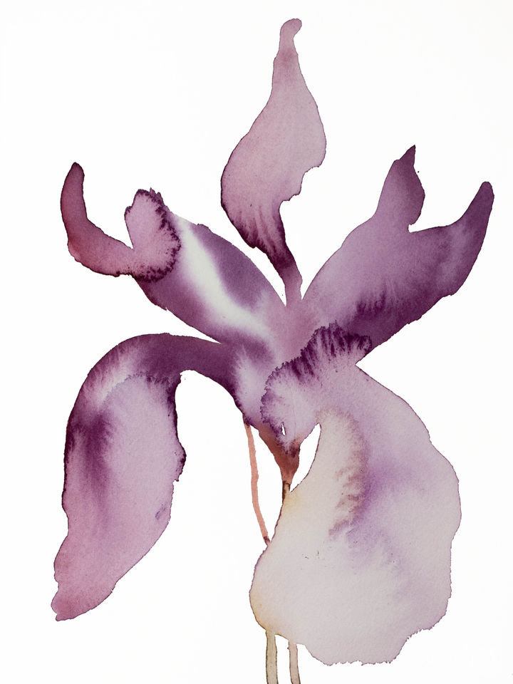 iris-no-145